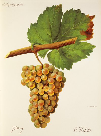 Wheel grape J. Troncy tekijältä Jules Troncy