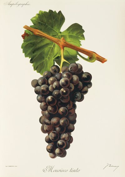 Mourisco Tinto -rypäle, J. Troncy tekijältä Jules Troncy