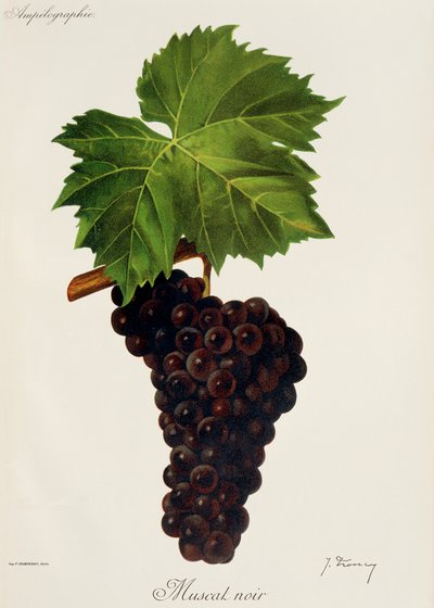Muscat Noir -rypäle, kirjoittanut J. Troncy tekijältä Jules Troncy