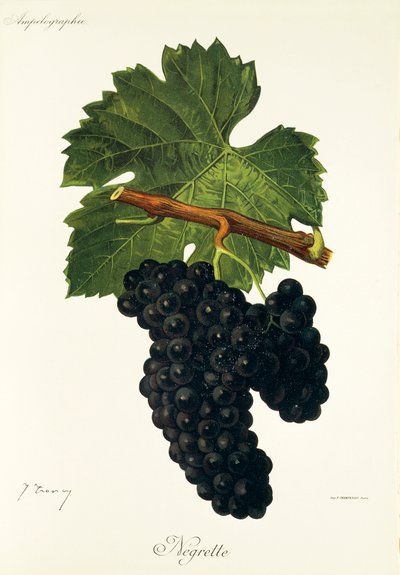 Negrette-rypäle, kirjoittanut J. Troncy tekijältä Jules Troncy