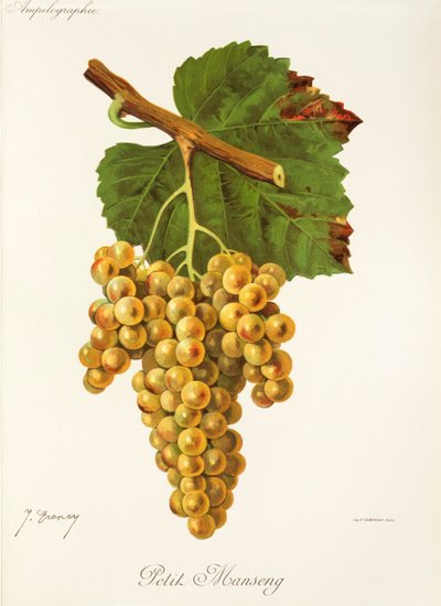 Petit Manseng -rypäle, kirjoittanut J. Troncy tekijältä Jules Troncy
