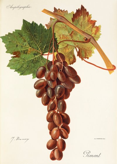 Piment grape, J. Troncy tekijältä Jules Troncy