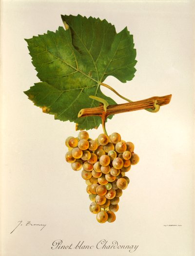 Pinot Blanc Chardonnay -rypäle, kirjoittanut J. Troncy tekijältä Jules Troncy