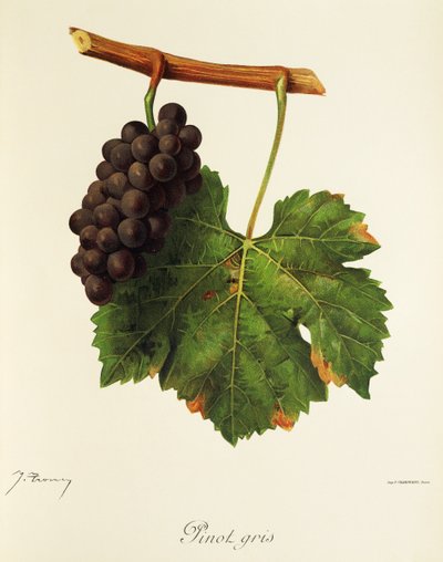 Pinot Gris -rypäle, kirjoittanut J. Troncy tekijältä Jules Troncy