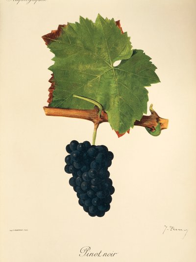 Pinot Noir -rypäle, kirjoittanut J. Troncy tekijältä Jules Troncy
