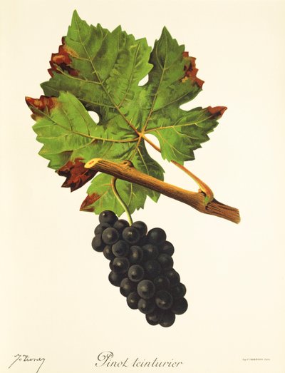 Pinot Teinturier -rypäle, kirjoittanut J. Troncy tekijältä Jules Troncy