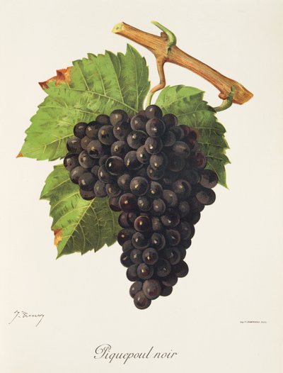 Piquepoul Noir -rypäle, kirjoittanut J. Troncy tekijältä Jules Troncy
