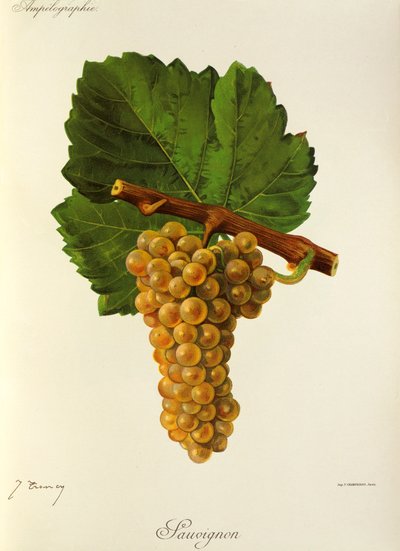 Sauvignon-rypäle, kirjoittanut J. Troncy tekijältä Jules Troncy