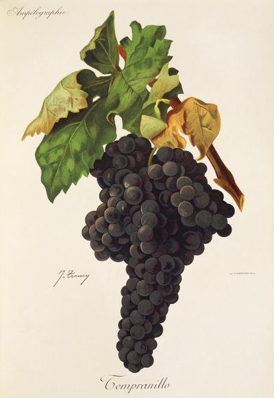 Tempranillo-rypäle, kirjoittanut J. Troncy tekijältä Jules Troncy