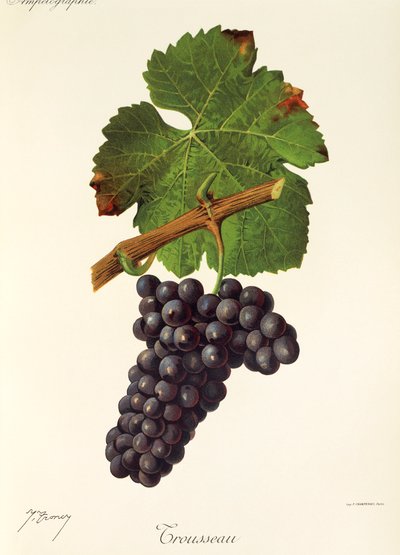 Trousseau-rypäle, kirjoittanut J. Troncy tekijältä Jules Troncy