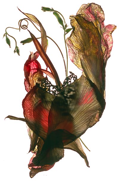 Morning Glory Canna Heart, 2012, (digitaalinen valokuva) tekijältä Julia McLemore
