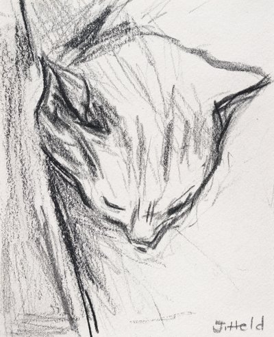 Nukkuva kissa, 2015, (lyijykynä) tekijältä Julie Held