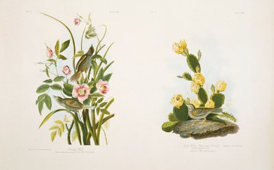 Seaside Finch/Grass Finch tai Bay-Winged Bunting, J.J. Audubonin "Birds of America" tekijältä Julius Bien