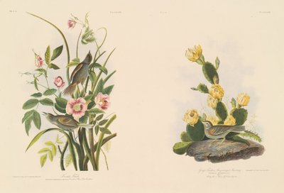Seaside peippo; ja Grafs Finch tai Bay-Winged Bunting tekijältä Julius Bien after John James Audubon