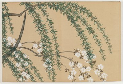 Sadan maailman kukat (Momoyogusa): Paju ja kirsikka (Yanagizakura) tekijältä Kamisaka Sekka