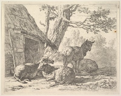 Neljä lammasta, yksi lammas seisoo kolmen muun joukossa maassa makaamassa aitan vieressä, jossa on..., 1658. tekijältä Karel Du Jardin