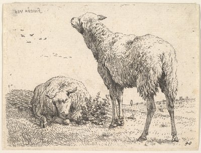 Kaksi lammasta, yksi edessä makuuasennossa jalat taitettuna alla..., n. 1655. tekijältä Karel Du Jardin