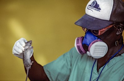 Laboratoriohoitaja pitelee Lassa-rottaa ja käyttää kasvonaamiota estääkseen Lassa-kuumeen tarttumisen. tekijältä Karen Kasmauski