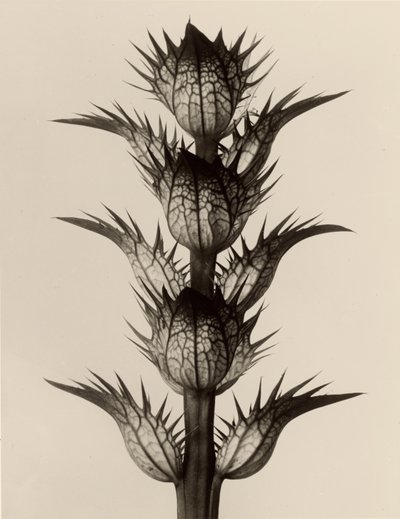 Acanthus mollis tekijältä Karl Blossfeldt