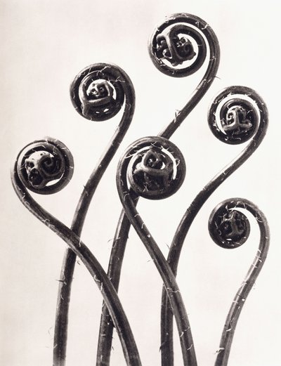 Adiantum Pedatum - Amerikan neitsytkarva saniainen, nuoret rullatut lehdet suurennettu kahdeksan kertaa tekijältä Karl Blossfeldt