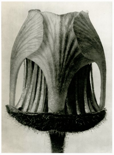 Geum Rivale. 1929 (valokuvakaiverrus) tekijältä Karl Blossfeldt