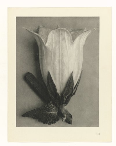 Kasvien tutkimukset Taiteen arkkityypit: valokuvalliset kuvat kasveista (sarjan nimi) tekijältä Karl Blossfeldt