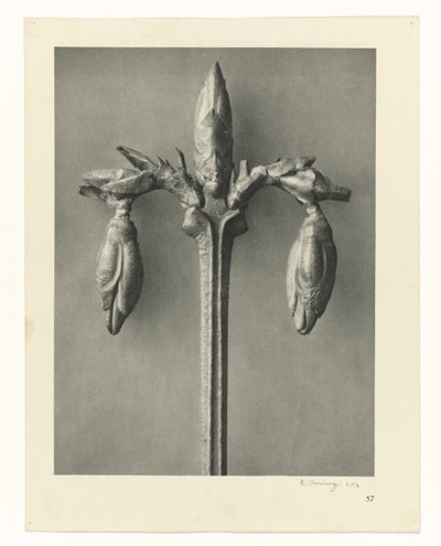Kasvien tutkimukset Taiteen arkkityypit: valokuvalliset kuvat kasveista (sarjan nimi) tekijältä Karl Blossfeldt