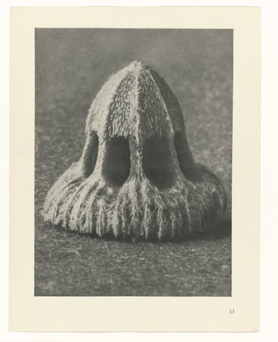 Kasvien tutkimukset Taiteen arkkityypit: valokuvalliset kuvat kasveista (sarjan nimi) tekijältä Karl Blossfeldt