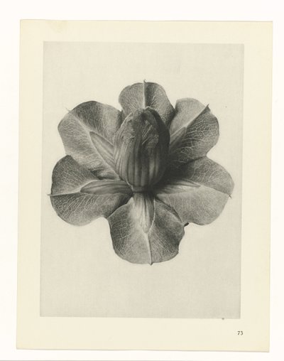Kasvitutkimukset Taiteen arkkityypit: valokuvalliset kuvat kasveista (sarjan nimi) tekijältä Karl Blossfeldt