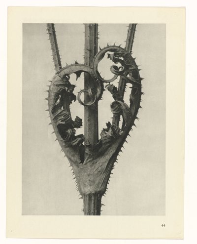 Kasvitutkimukset Taiteen arkkityypit: valokuvalliset kuvat kasveista (sarjan nimi) tekijältä Karl Blossfeldt