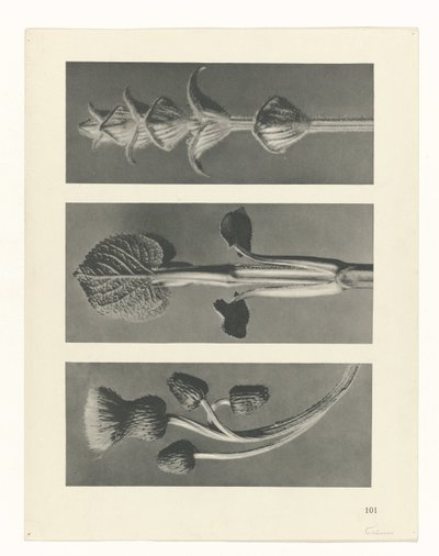 suunnittele tutkimusta Taiteen arkkityypit (sarjan nimi) tekijältä Karl Blossfeldt