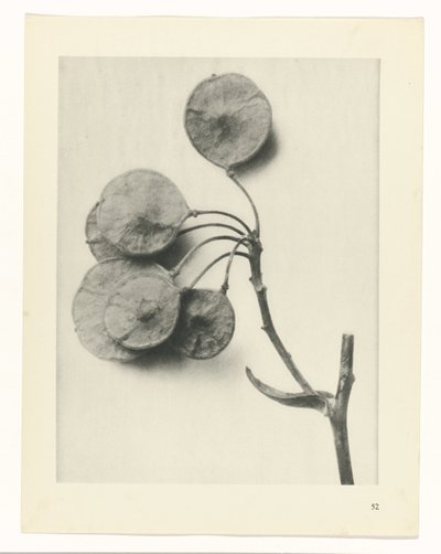 suunnittele tutkimusta Taiteen arkkityypit (sarjan nimi) tekijältä Karl Blossfeldt