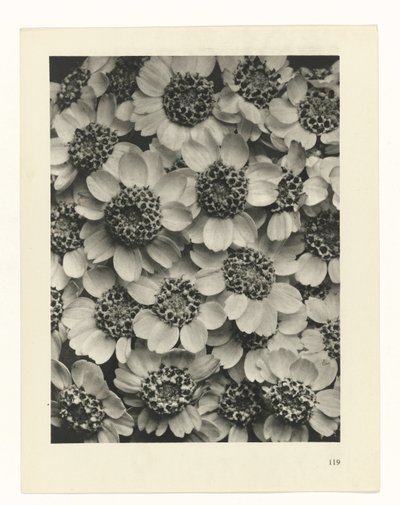 suunnittele tutkimusta Taiteen arkkityypit (sarjan nimi) tekijältä Karl Blossfeldt