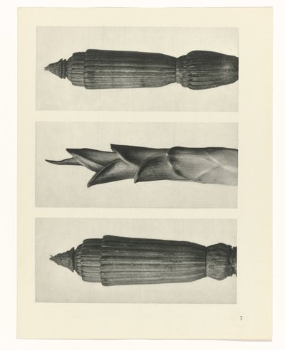 suunnittele tutkimusta Taiteen arkkityypit (sarjan nimi) tekijältä Karl Blossfeldt