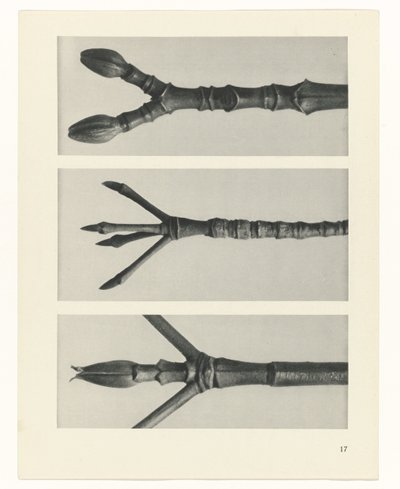 suunnittele tutkimusta Taiteen arkkityypit (sarjan nimi) tekijältä Karl Blossfeldt