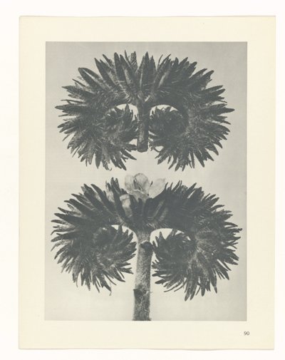 suunnittele tutkimusta Taiteen arkkityypit (sarjan nimi) tekijältä Karl Blossfeldt