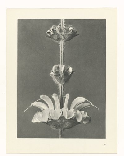 suunnittele tutkimusta Taiteen arkkityypit (sarjan nimi) tekijältä Karl Blossfeldt