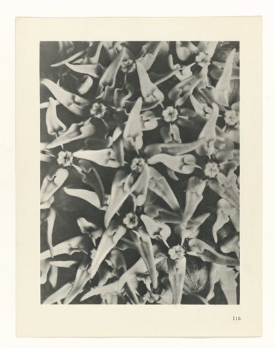 suunnittele tutkimusta Taiteen arkkityypit (sarjan nimi) tekijältä Karl Blossfeldt