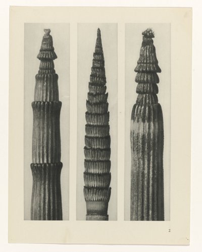 suunnittele tutkimusta Taiteen arkkityypit (sarjan nimi) tekijältä Karl Blossfeldt