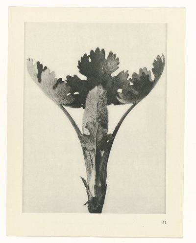 suunnittele tutkimusta Taiteen arkkityypit (sarjan nimi) tekijältä Karl Blossfeldt