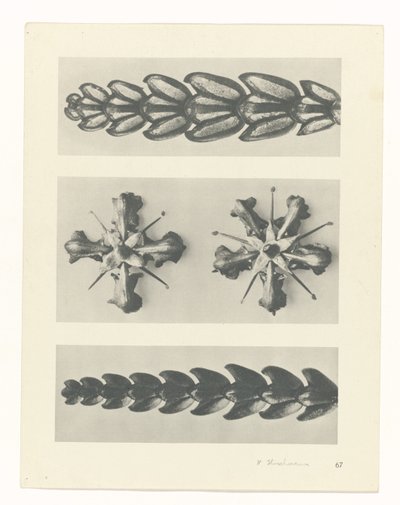 suunnittele tutkimusta Taiteen arkkityypit (sarjan nimi) tekijältä Karl Blossfeldt