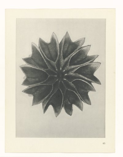 suunnittele tutkimusta Taiteen arkkityypit (sarjan nimi) tekijältä Karl Blossfeldt