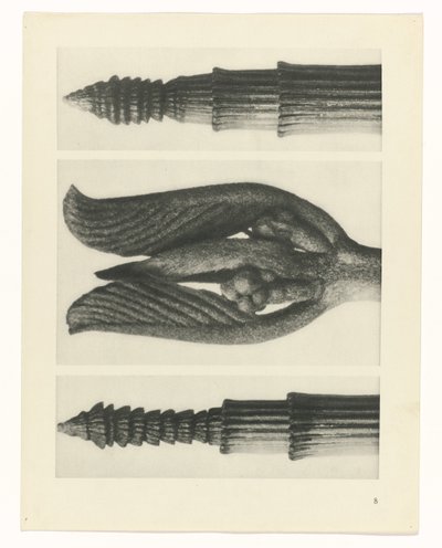 suunnittele tutkimusta Taiteen arkkityypit (sarjan nimi) tekijältä Karl Blossfeldt