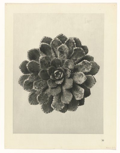 suunnittele tutkimusta Taiteen arkkityypit (sarjan nimi) tekijältä Karl Blossfeldt