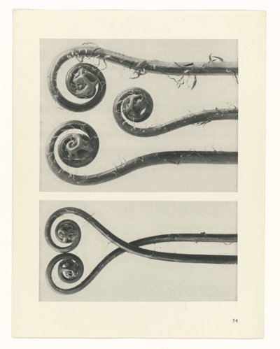 suunnittele tutkimusta Taiteen arkkityypit (sarjan nimi) tekijältä Karl Blossfeldt
