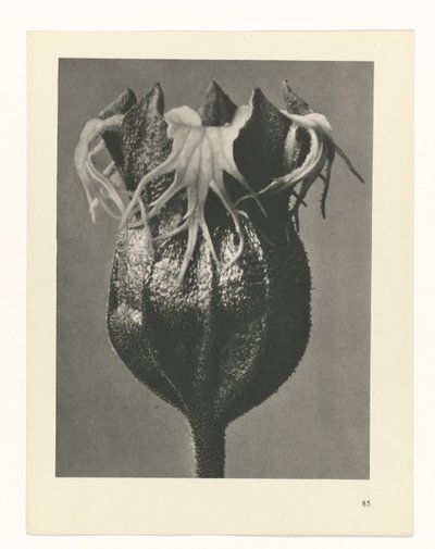 suunnittele tutkimusta Taiteen arkkityypit (sarjan nimi) tekijältä Karl Blossfeldt