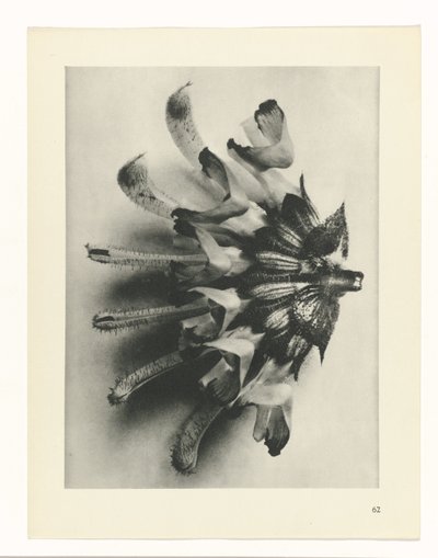 suunnittele tutkimusta Taiteen arkkityypit (sarjan nimi) tekijältä Karl Blossfeldt
