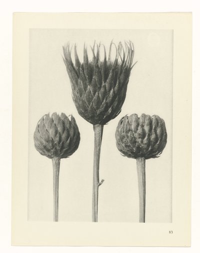 suunnittele tutkimusta Taiteen arkkityypit (sarjan nimi) tekijältä Karl Blossfeldt