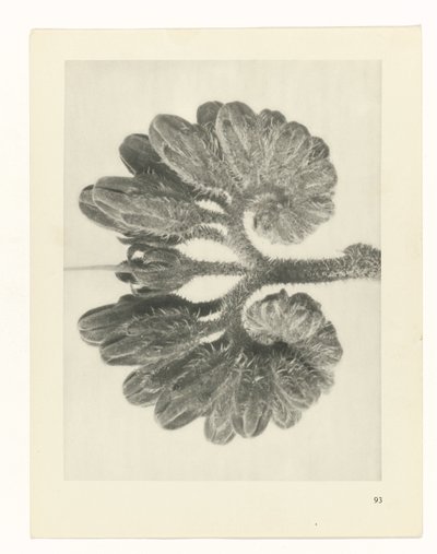 suunnittele tutkimusta Taiteen arkkityypit (sarjan nimi) tekijältä Karl Blossfeldt