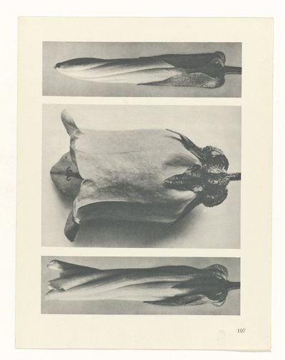 suunnittele tutkimusta Taiteen arkkityypit (sarjan nimi) tekijältä Karl Blossfeldt